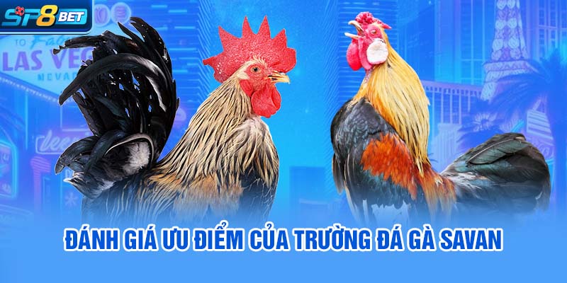 Đánh giá ưu điểm của trường đá gà Savan