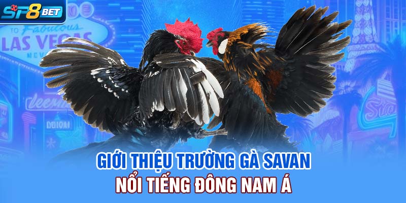 Giới thiệu trường gà Savan nổi tiếng Đông Nam Á